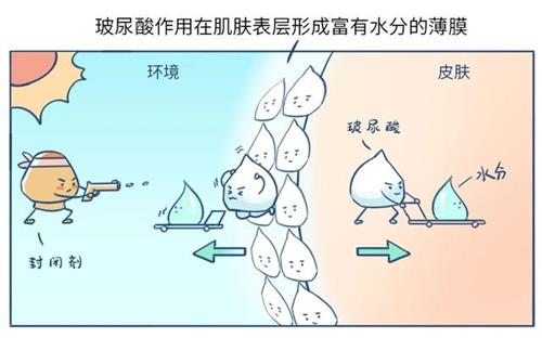 玻尿酸作用示意图.jpeg